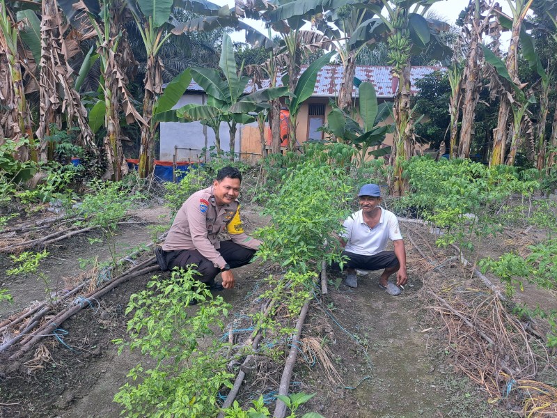 Apresiasi Ketahanan Pangan, Kapolsek Dumai Barat AKP Dedi Nofarizal Bersama Babinkamtibmas Pantau Pekarangan Pangan Bergizi kelurahan Bumi Ayu