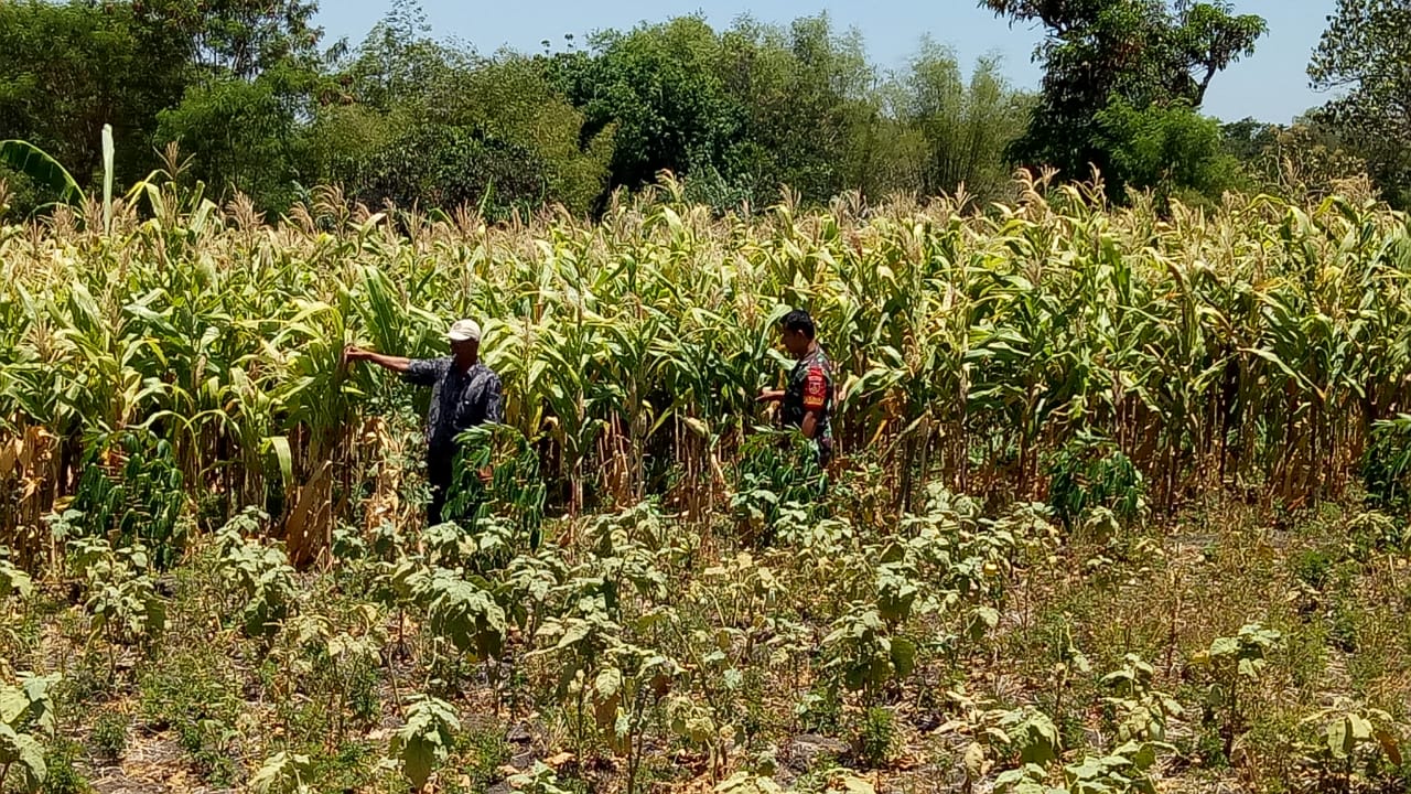 Peran Aktif Babinsa Tingkatkan Hasil Produksi Jagung 