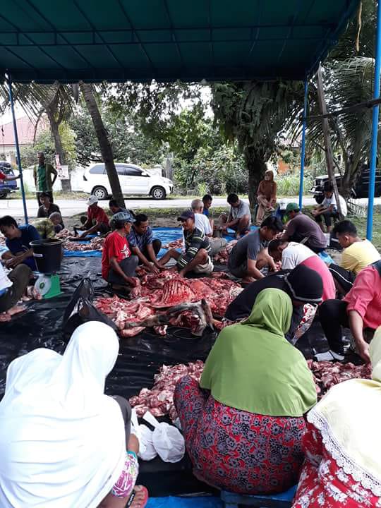 Sambut Idul Adha 1439 H Ranting Muhammadyah Sembelih 5 Ekor Lembu 7 ekor Kambing.