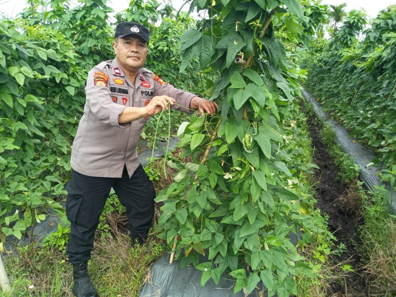 Dukung Ketahanan Pangan, Aiptu Beni Laksamana Tinjau Kebun Kacang Panjang Warga