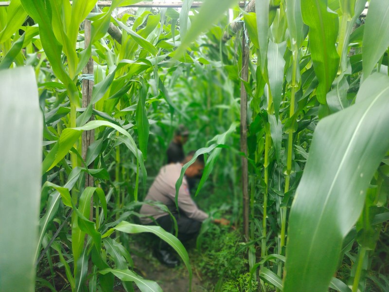 Bhabinkamtibmas Kelurahan Gurun Panjang Cek Perkembangan Jagung Pipil, Dukung Ketahanan Pangan Nasional