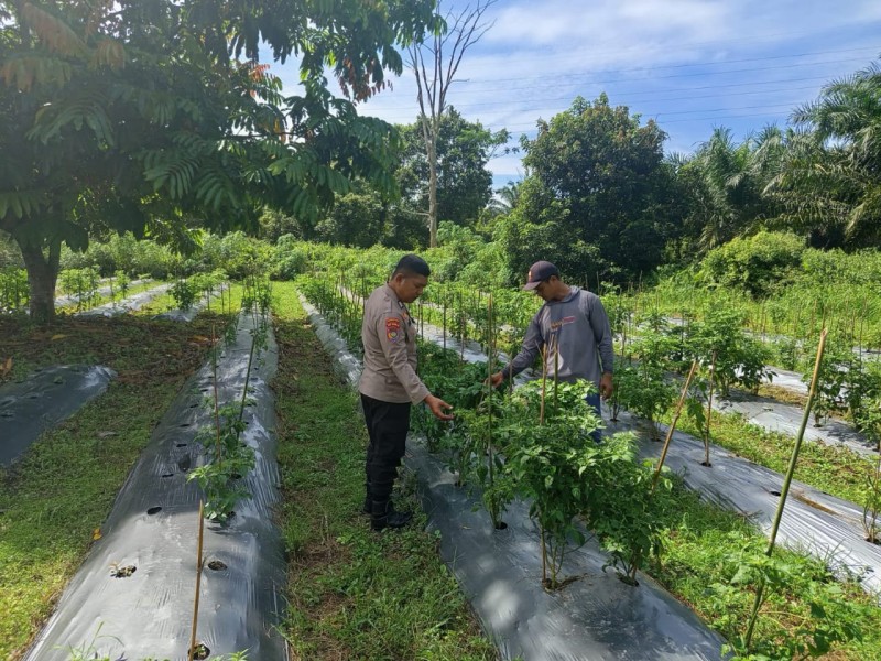 Kelompok Tani Nurkafid Optimalkan Lahan 2,5 Hektar Kembangkan Budidaya Cabe Di Kelurahan Taluk Makmur