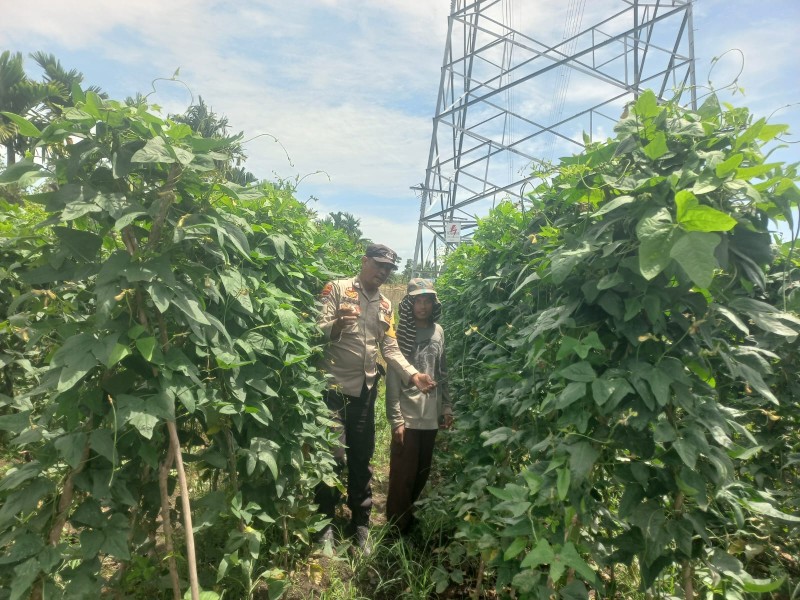 Anggota Poktan Tumadi Kembangkan Budidaya Kacang Panjang di Pelintung Perkuat Ketahanan Pangan