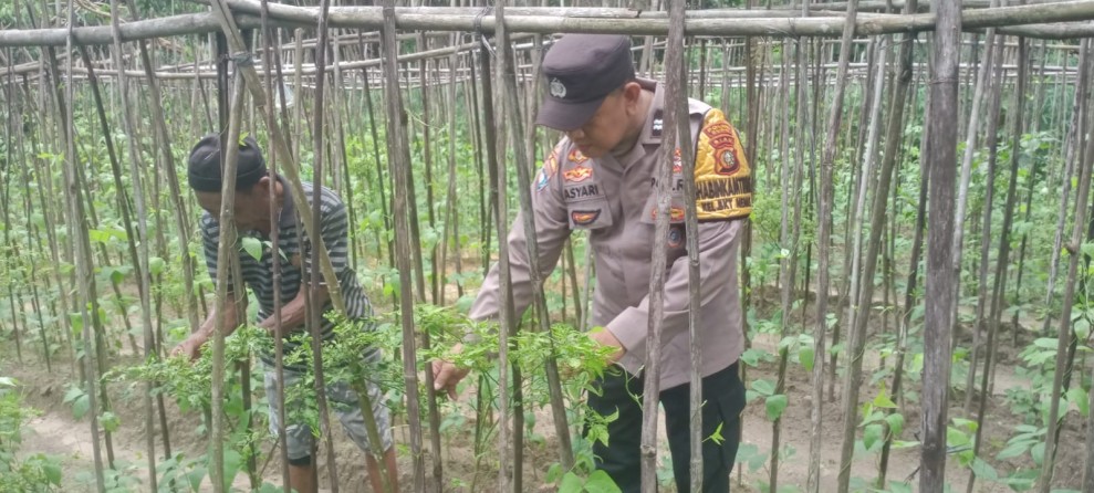 Bhabinkamtibmas Bukit Nenas Cek Tanaman Kacang Panjang, Dukung Program Ketahanan Pangan Nasional