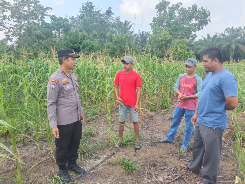 Jagung Pipil di Teluk Aur Usia 66 Hari Tumbuh Optimal, Polsek Rambah Samo Dukung Program Ketahanan Pangan