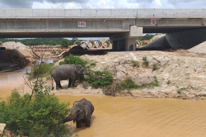 Satu-Satunya di Indonesia Jalan Tol yang Memiliki Terowongan Gajah adalah Tol Permai