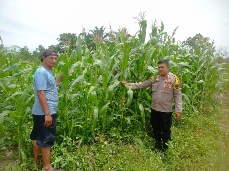 Bripka Dedi Muhsini Sambangi Petani Jagung, Dukung Ketahanan Pangan Nasional
