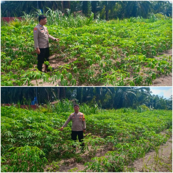 Petani Cinta Polisi: Bhabinkamtibmas Briptu Jianto Kelurahan Guntung Monitor dan Dampingi Usaha Tani Ubi Kayu