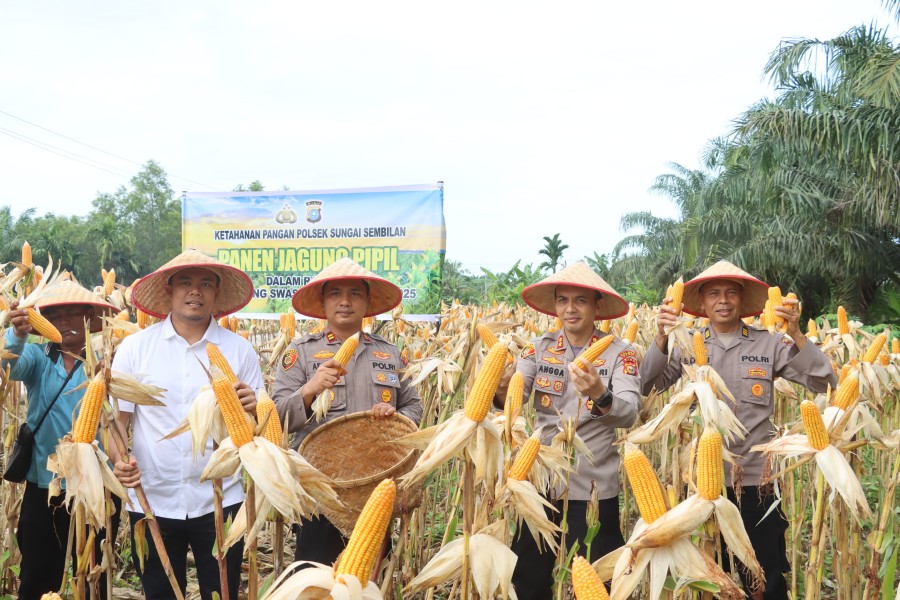 Dumai Sukses Gelar Panen Jagung Pipil, Bukti Dukungan Polri terhadap Ketahanan Pangan Nasional