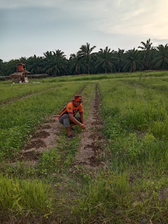 Petani Semangka Desa Cinta Makmur butuh perhatian Pemkab Labuhanbatu 