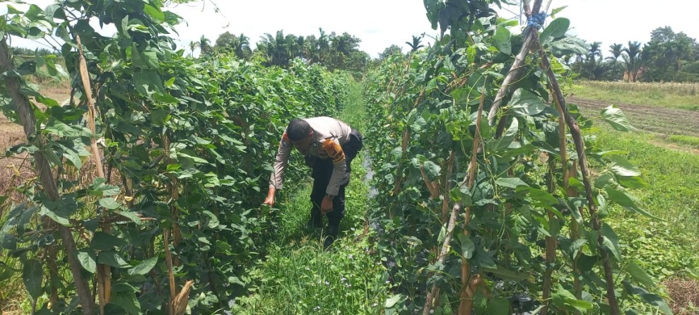 Bhabinkamtibmas Pelintung Tinjau Lahan Kacang Panjang Kelompok Tani Sunaryo, Dukung Produktivitas Pertanian