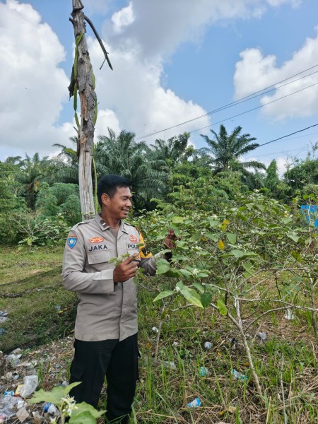 Bhabitkatimas Kelurahan Mundam Sambangi Lahan Tanaman Rimbang Milik Warga ,Dukung Ketahanan Pangan Bergizi