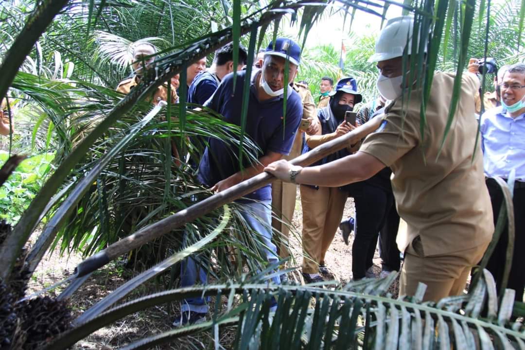 Bupati Labuhanbatu melakukan panen perdana kelapa sawit Program PSR