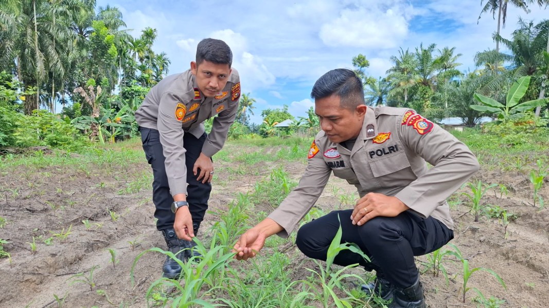 KapolsekBukit Kapur Pimpn Langsng Pengecekan Tanaman Jagung Pipil, Perkuat Ketahanan Pangan wilayah