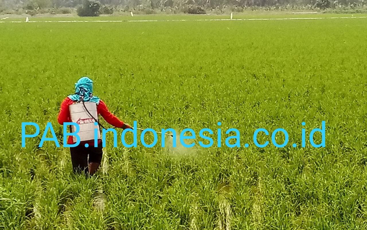 Hama Wereng Serang Lahan Pertanian, Petani Kecamatan Teluk Mengkudu Terancam Gagal Panen