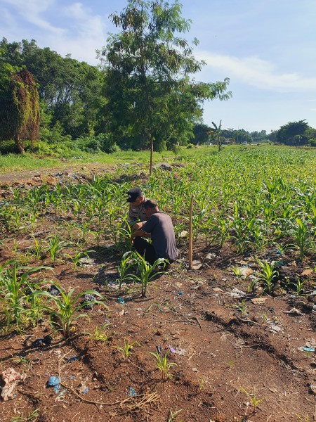 Polsek KSKP Dumai Dampingi Kelompok Tani Cek dan Sisip Tanam Jagung di Pangkalan Sesai