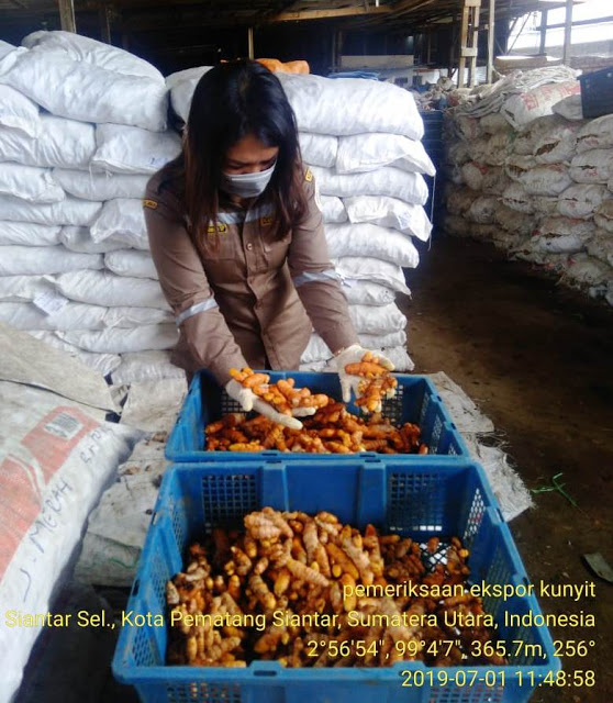 Rimpang Emas Asal Propinsi Sumatra Utara  Beberapa Kali Menembus Pasar Export