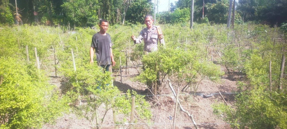 Bhabinkamtibmas Polsek Bukit Kapur Cek Perkarangan Pare Milik Komarudin Dukung ketahanan Pangan