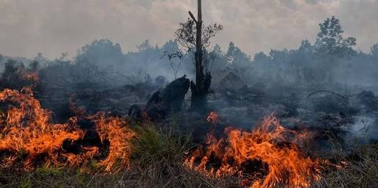 Kebakaran Lahan Riau Mencapai Luas 108 Hektare