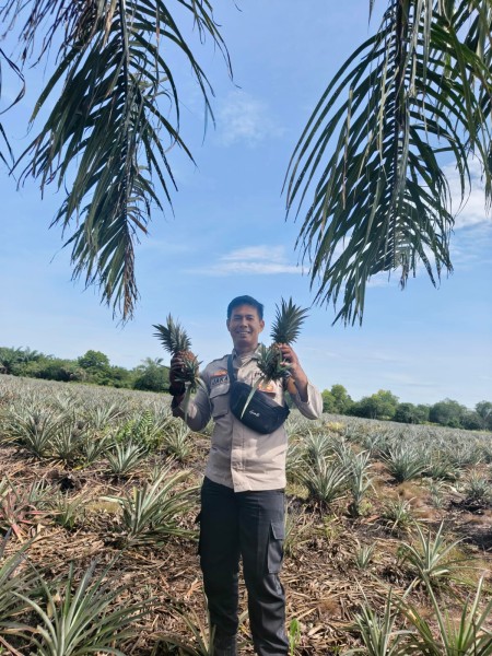 Bhabinkamtibmas Aipda Jaka Andriadi  Sambangi Petani Nenas , Dukung Ketahanan Pangan Bergizi