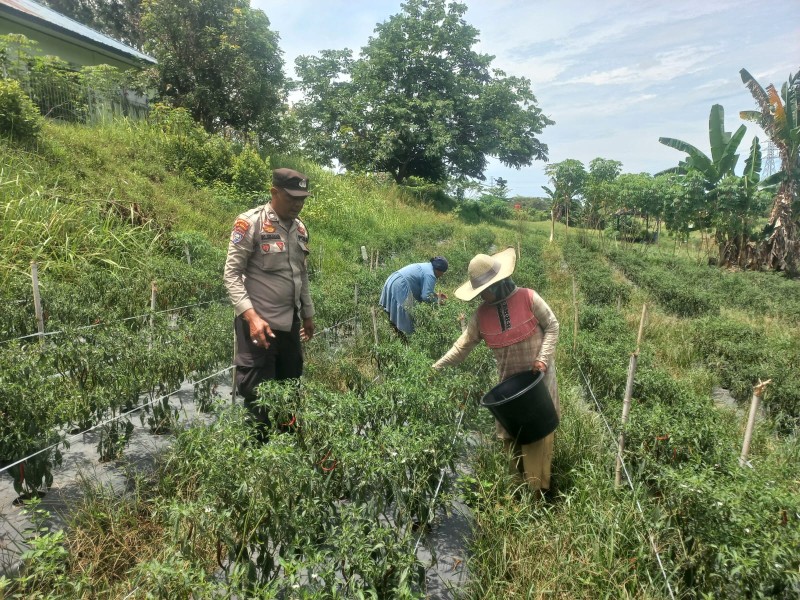 Bhabinkamtibmas Pelintung Cek Tanaman Kacang Panjang Dukung Hasil Panen Maksimal