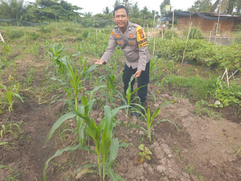 Bhabinkamtibmas Kelurahan Guntung Sambangi Petani Jagung, Dukung Ketersediaan Pangan Wilayah