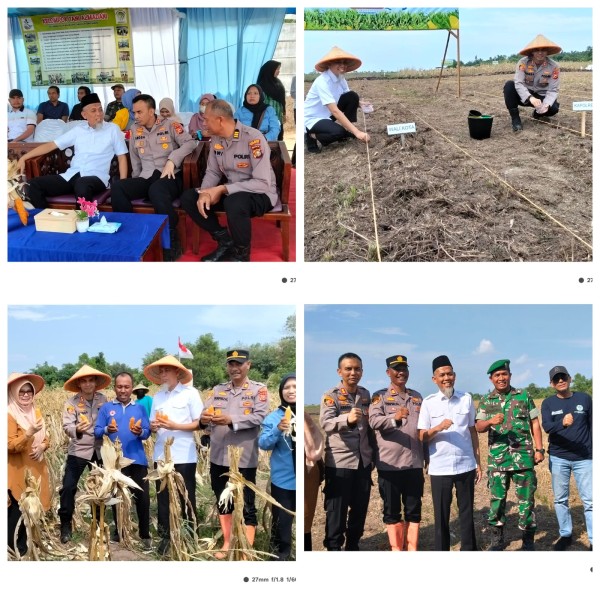 Dukung Swasembada, Polsek Medang Kampai Panen dan Tanam Jagung Pipih