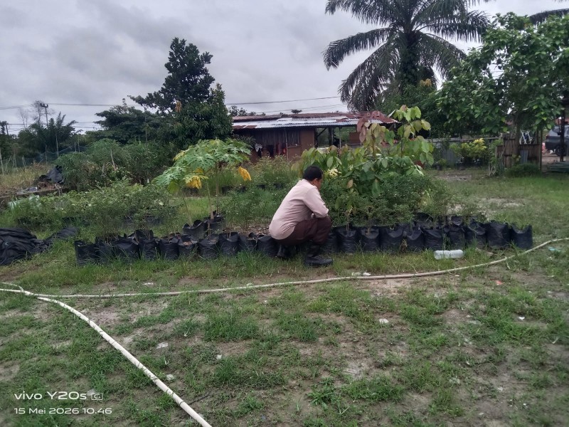 Bhabinkamtibmas Pelintung Sambangi Pembibitan Buah Mata Kucing, Dukung Pengembangan Tanaman Unggul