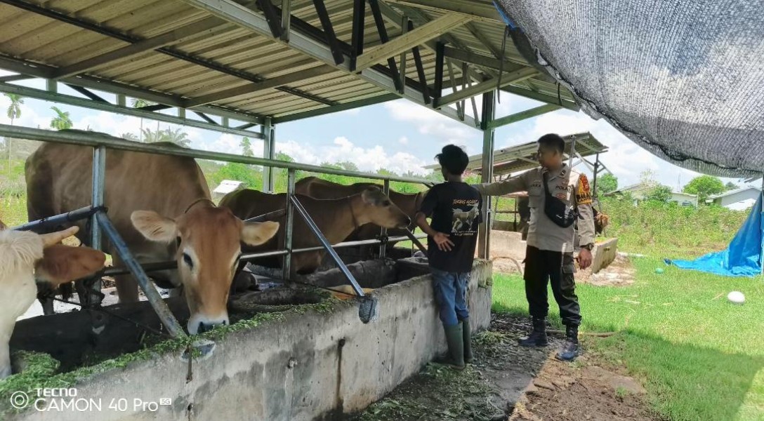 Bhabitkatimas Sambangi Peternak Sapi Dorong Ketahanan Pangan Bergizi. Kelurahan Mundam
