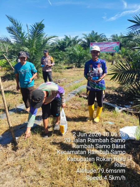 Pantauan Cek H+1 Tanam, Kapolsek Rambah Samo, IPDA Sarlose Mesra, S.H, Pastikan Pertumbuhan Tanaman Jagung Bertumbuh Subur Dukung Ketahanan Pangan