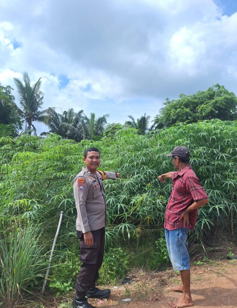 Bhabinkamtibmas Kelurahan Guntung Sambangi Kebun Ubi Milik Bapak Siregar, Dukung Ketersediaan Pangan Sumber Karbohidrat