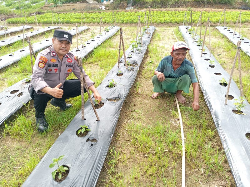 Kanit Binmas Polsek Medang Kampai Sambangi Petani Cabe Rawit di Teluk Makmur