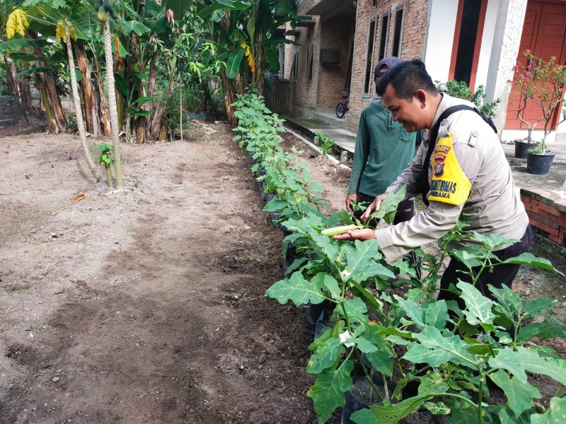 Bhabinkamtibmas Kelurahan Purnama Cek Kebun Kangkung dan Terong, Dukung Ketersediaan Sayuran Segar dan Bergizi