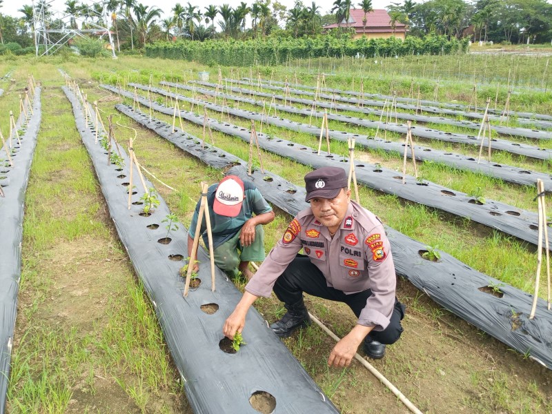 Kanit Binmas Polres Dumai Sambangi Petani Cabai Milik Pak Suardi, Pantau Produktivitas Komoditas Strategis