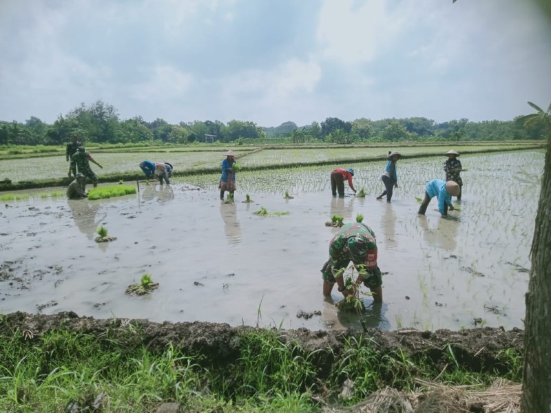 Babinsa Berjibaku dengan Lumpur, Kenakan Baju Loreng Turun ke Sawah Tanam Padi