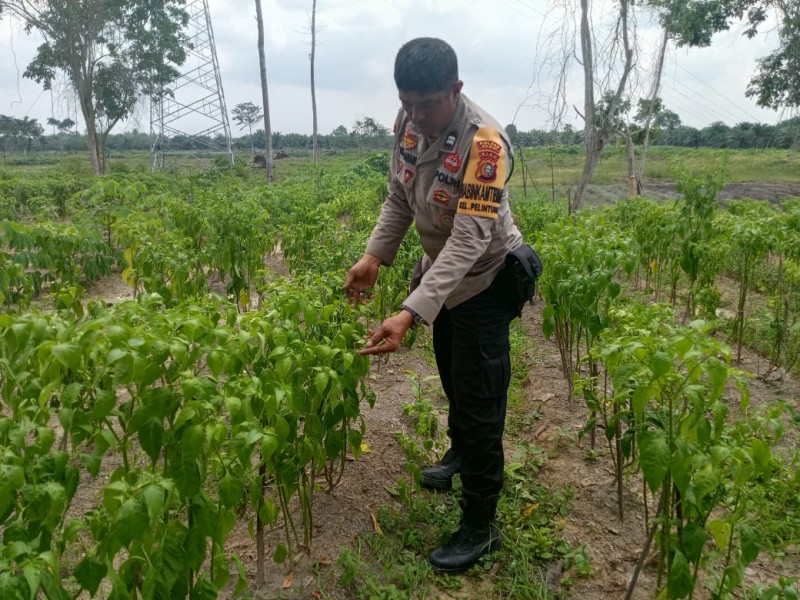 Bhabinkamtibmas lakukan Pemantauan Tanaman Cabe Rawit Dukung Produksi Pangan Lokal