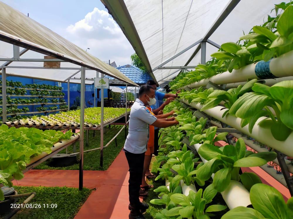 Lapas Binjai Kanwil Kemenkumham Sumut Panen Raya Sayur Hidroponik