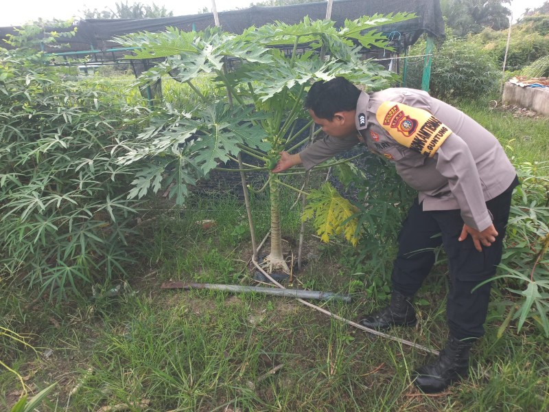 Bhabinkamtibmas Kelurahan Guntung Sambangi Kebun Pepaya Milik Warga Dukung Pemanfaatan Lahan dan Program Ketahanan Pangan
