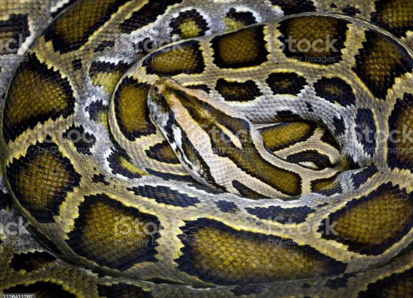 Pengusaha  Kulit Reptil Indonesia Kecewa, Ekspor Kulit Reptil  Indonesia Ke Eropa Diblokir
