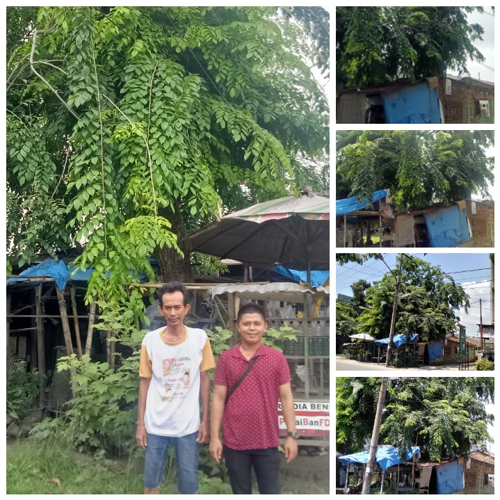 Kwatir Pohon Tumbang Menimpa Rumah, Ini Harapan Warga Tanjung Gusta...