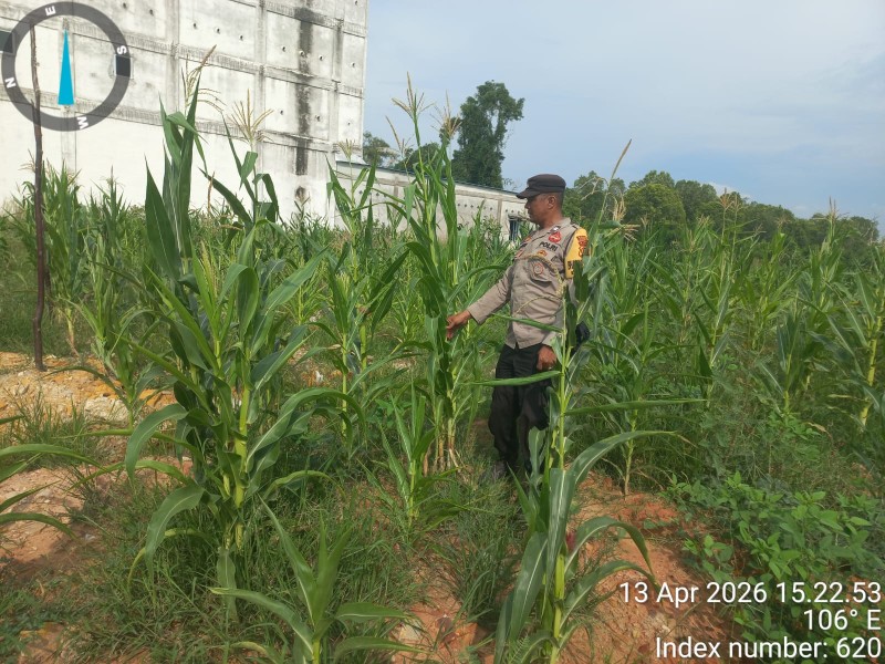 Bhabinkamtibmas Kelurahan Pelintung Cek Tanaman Jagung Pipil di Lahan Invitec, Dukung Ketahanan Pangan Nasional