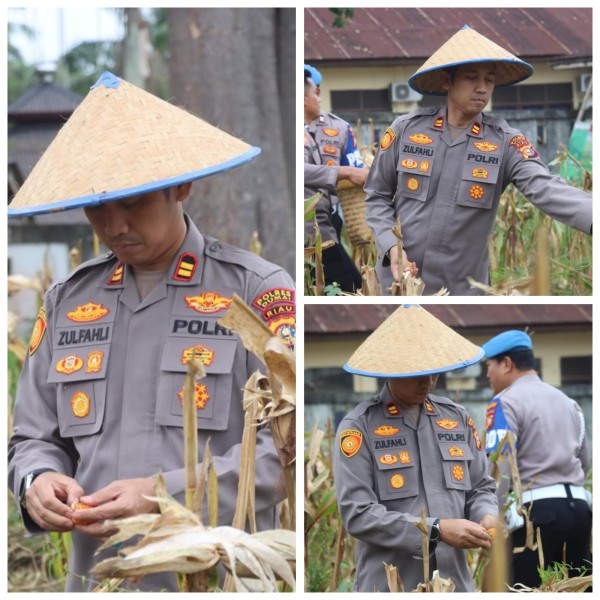 Kapolsek Bukit Kapur IPTU Zulfahli, S.H., M.H  Panen Raya Jagung Kuartal 1 Tahun 2026