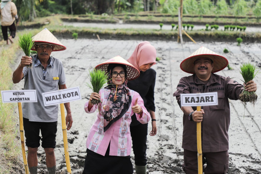Wali Kota Siantar Ikuti Kegiatan Tanam Padi Perdana Kelompok Tani Satahi