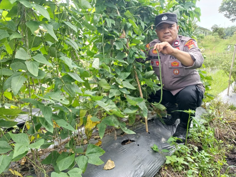 Kanit binmas Polres Dumai Sambangi Petani  Kacang Kacangan  Di Kelurahan Pelintung Dukung  Ketahanan Pangan