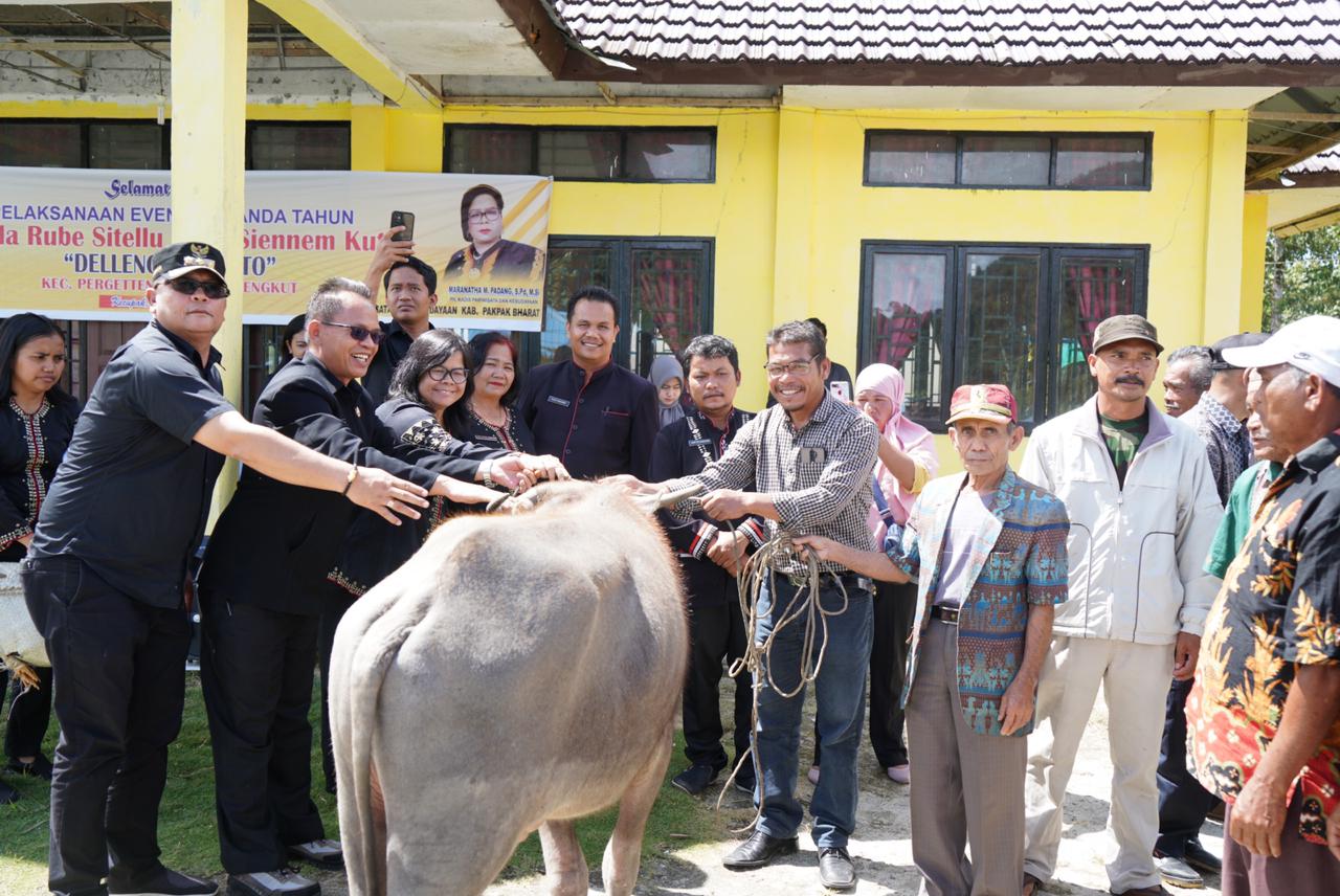Menanda Tahun Di Delleng Simenoto Pemkab Pakpak Bharat Sumbang Satu Ekor Kerbau