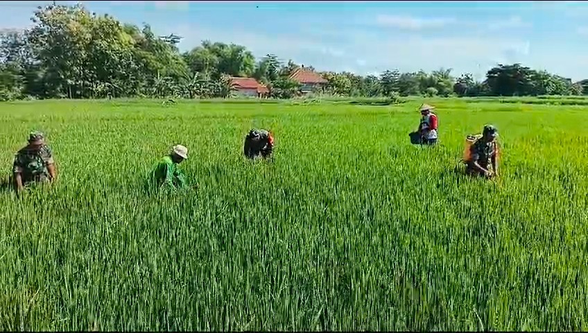 Kawal Padi MT III, Babinsa Karangmalang Turun Langsung ke Sawah