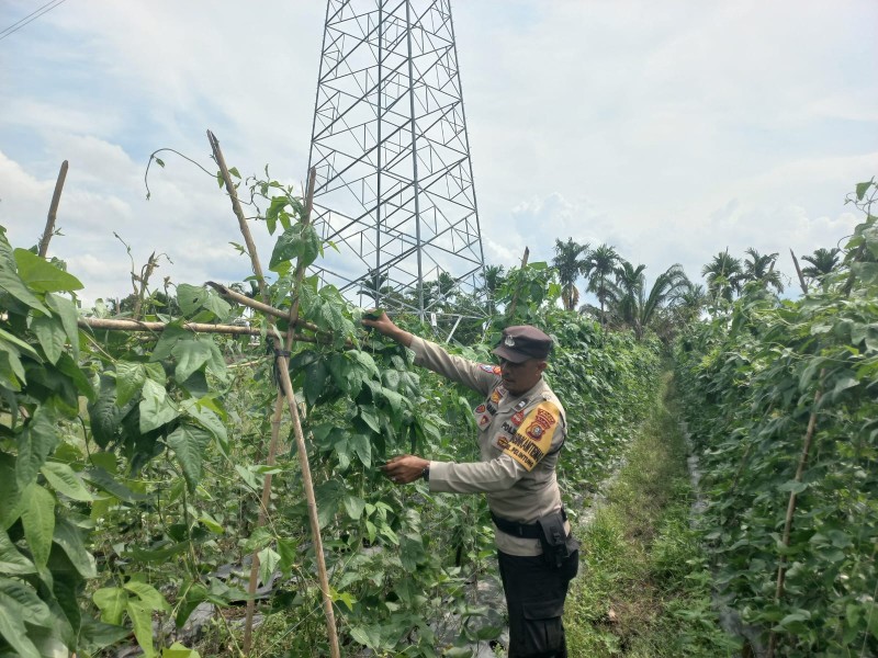 Bhabinkamtibmas Cek Pekarangan Kacang Tanah Poktan Samsul Dukung Ketahanan Pangan