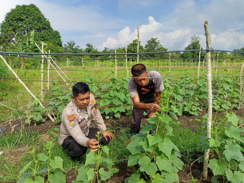 Kelompok Tani Suryono Budidaya kan Timun Di teluk Makmur