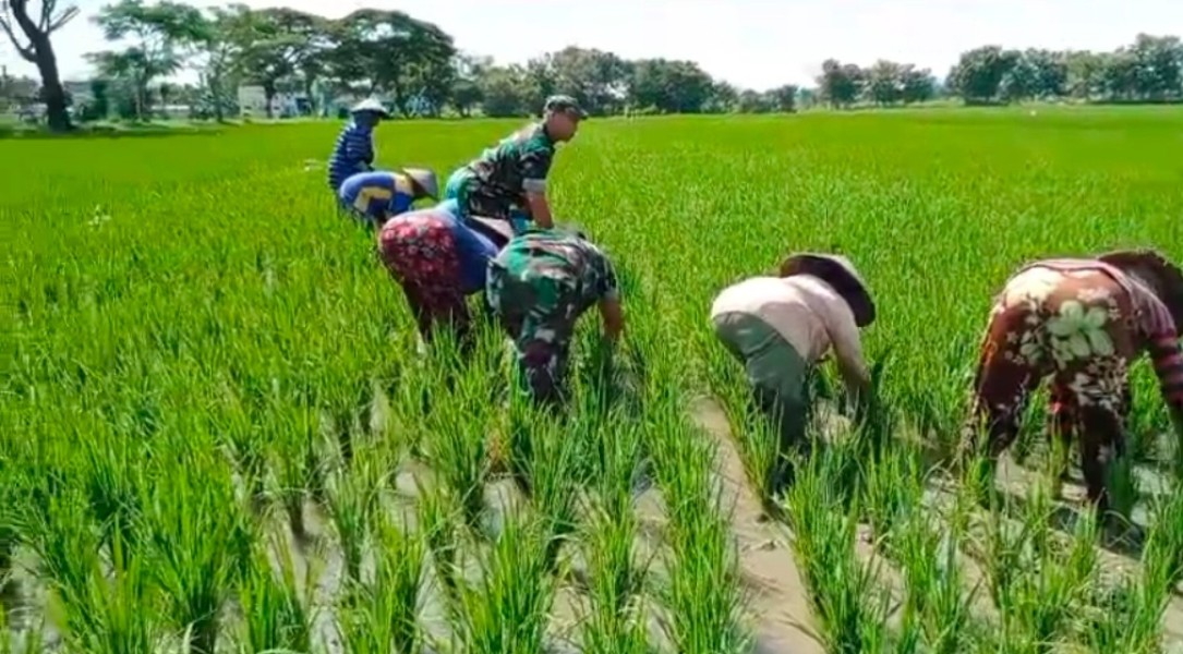 Babinsa Bantu Penyulaman Padi, Dukung Hasil Panen Maksimal