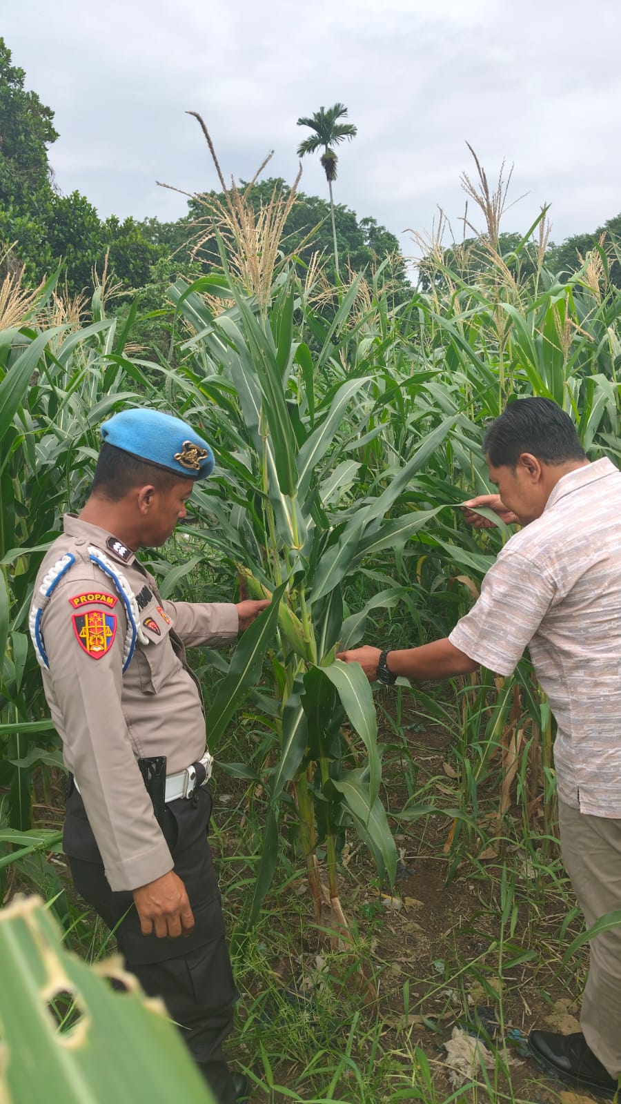 Polsek KSKP Polres Dumai Cek Perkembangan Jagung, Dukung Program Ketahanan Pangan Nasional